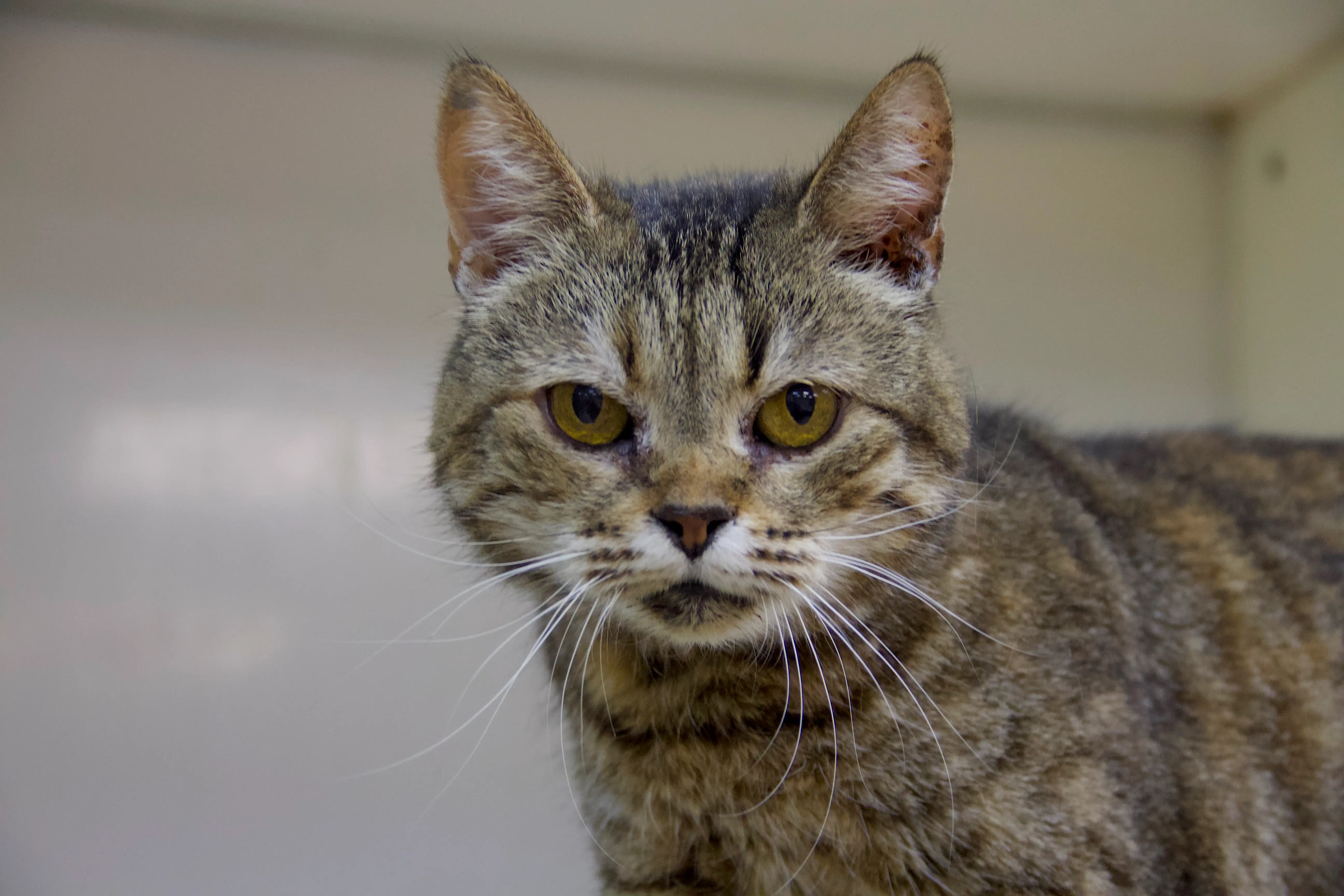 Кошка Матушка - фото 4