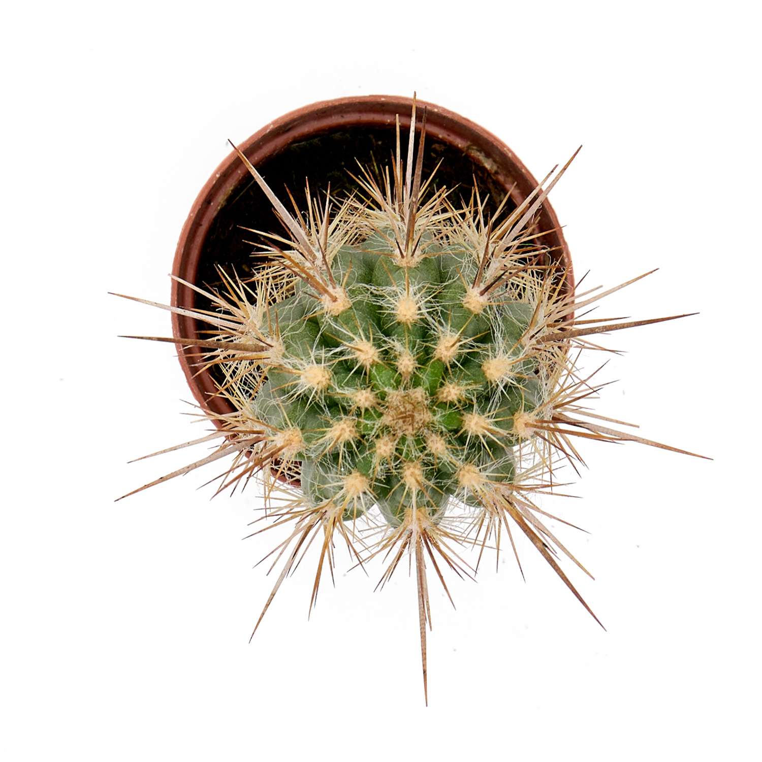 Растение ЕТК Суккуленты D5.5 в ассортименте - фото 30