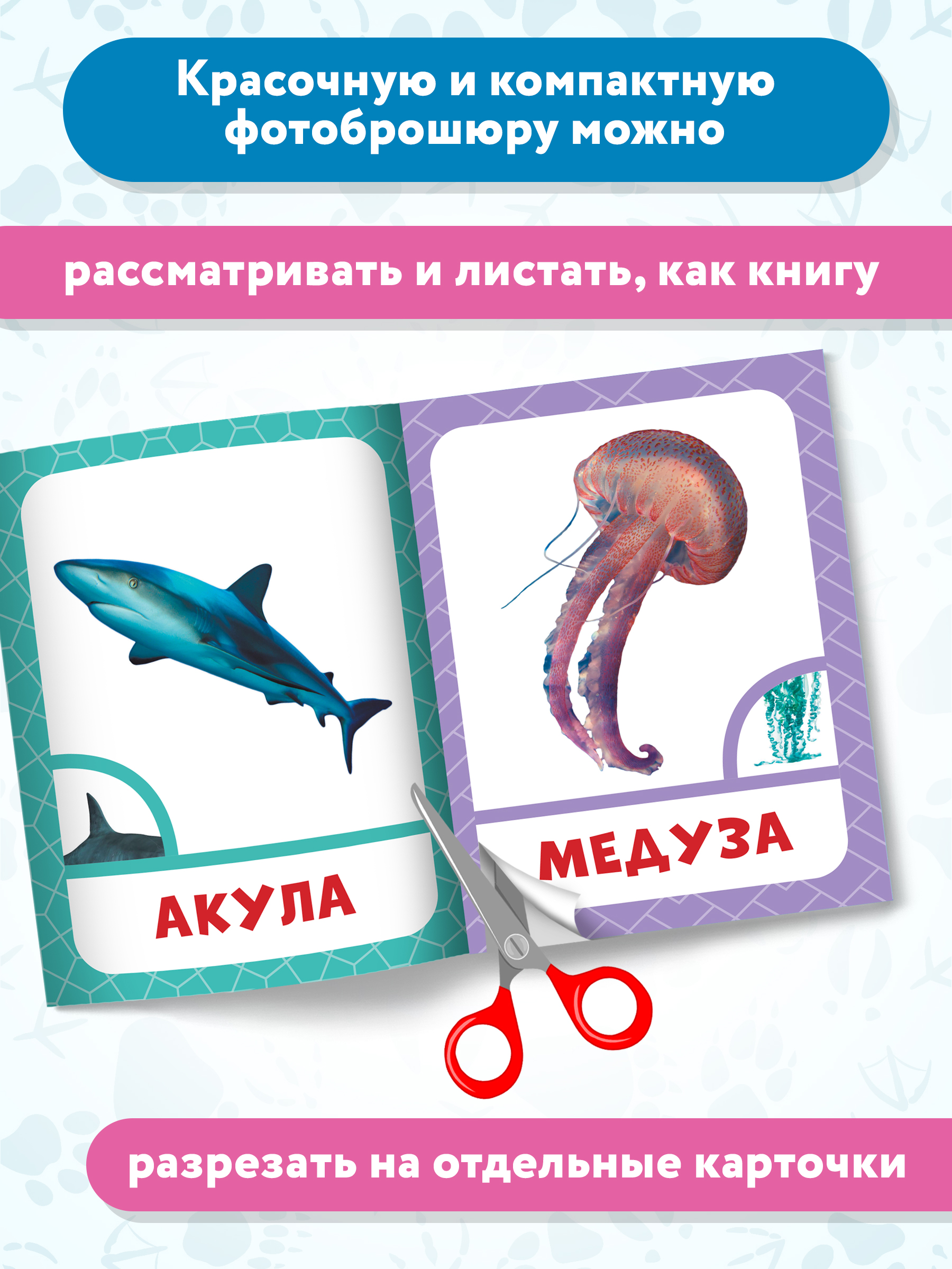 Книга Феникс Премьер Морские животные. Фотоброшюра 0+ - фото 5