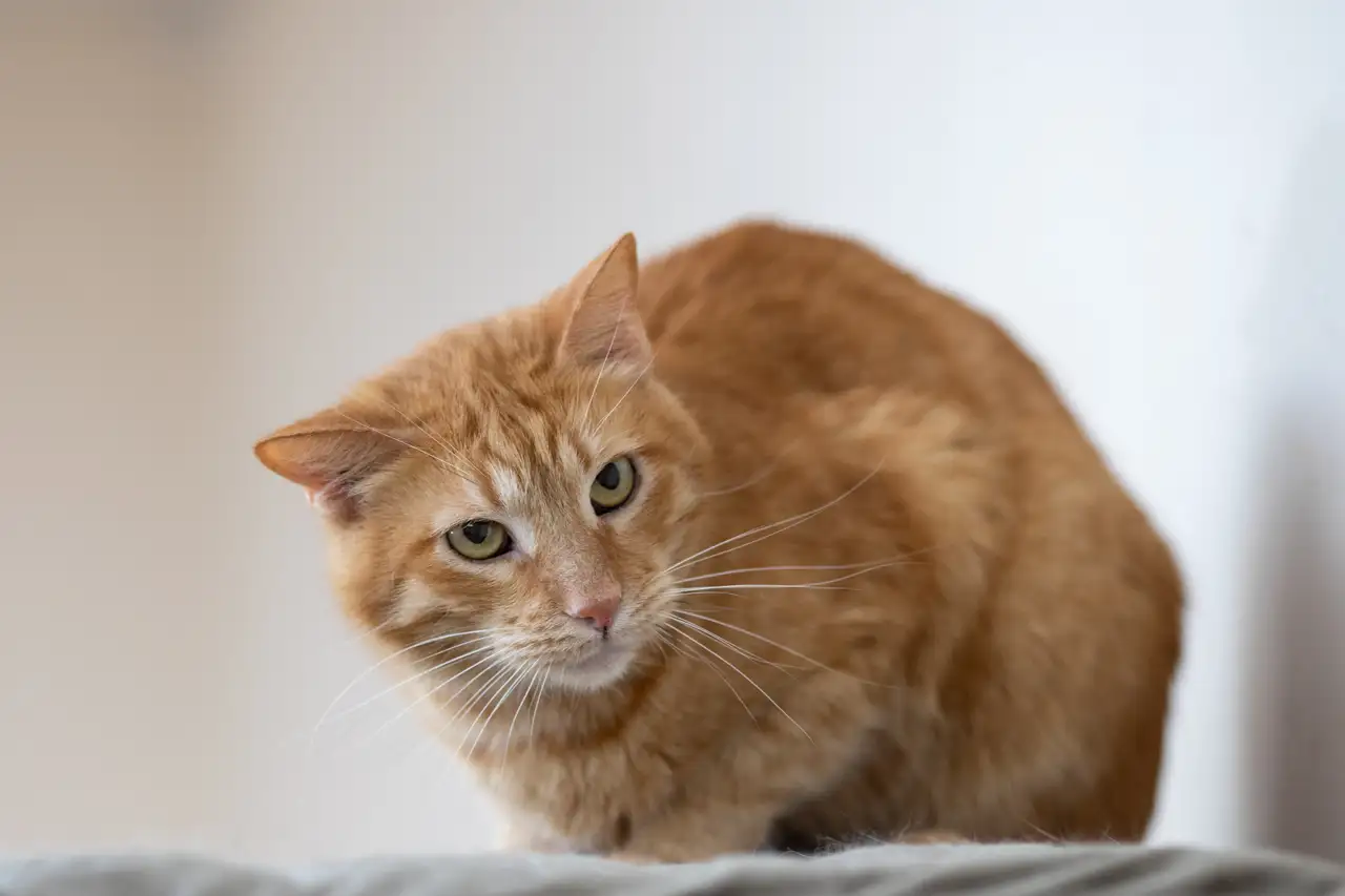 Кошка Подсолнух - фото 3