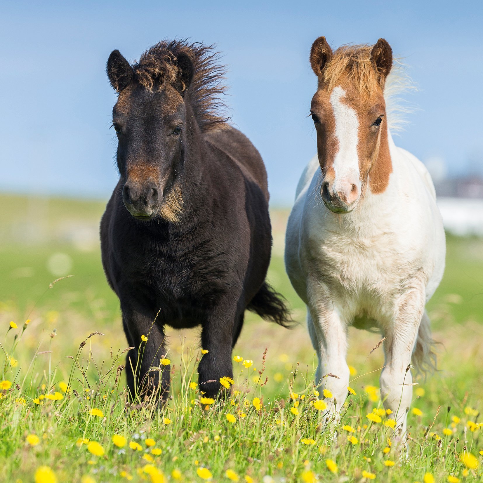 Пазл Ravensburger классический - фото 3