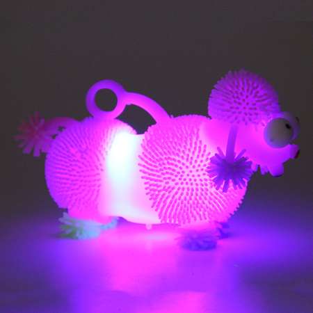 Сквиш Veld Co