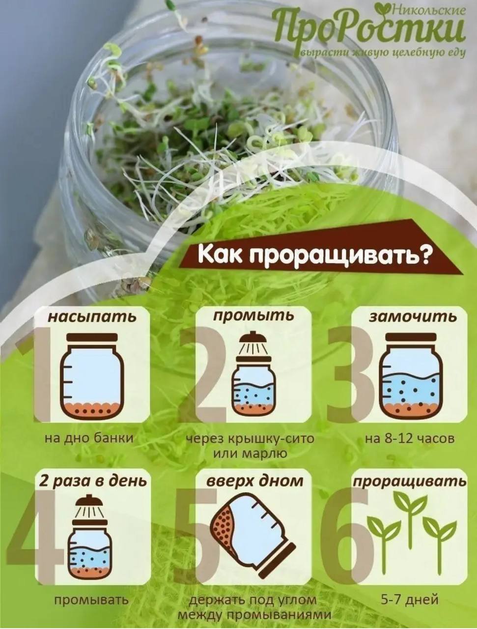 Семена для микрозелени MegaMedia люцерна - фото 8