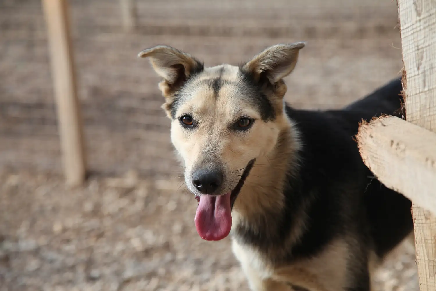 Собака Динна - фото 5