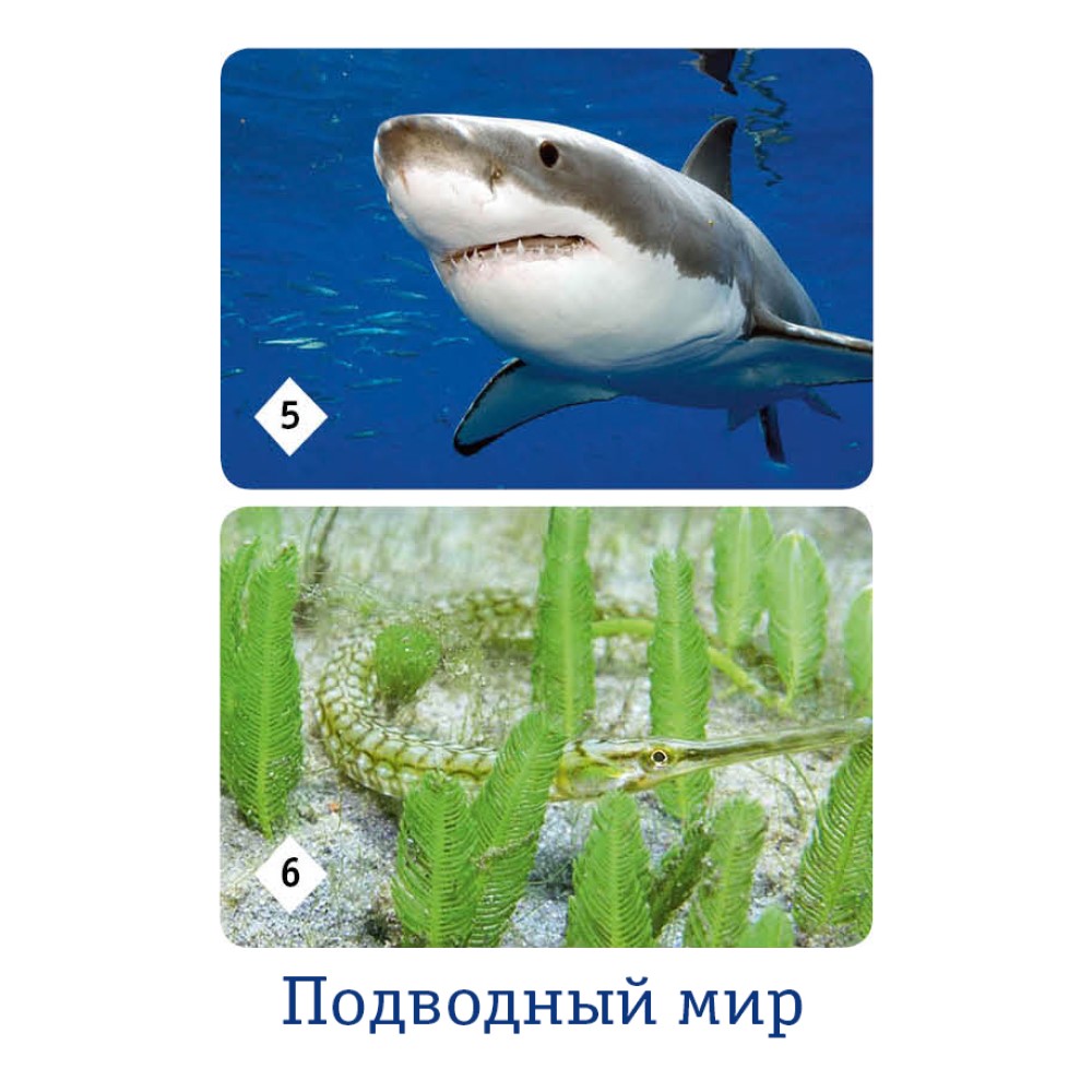 Настольная игра Нескучные игры Мемо - фото 5