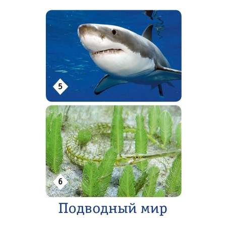 Настольная игра Нескучные игры Мемо