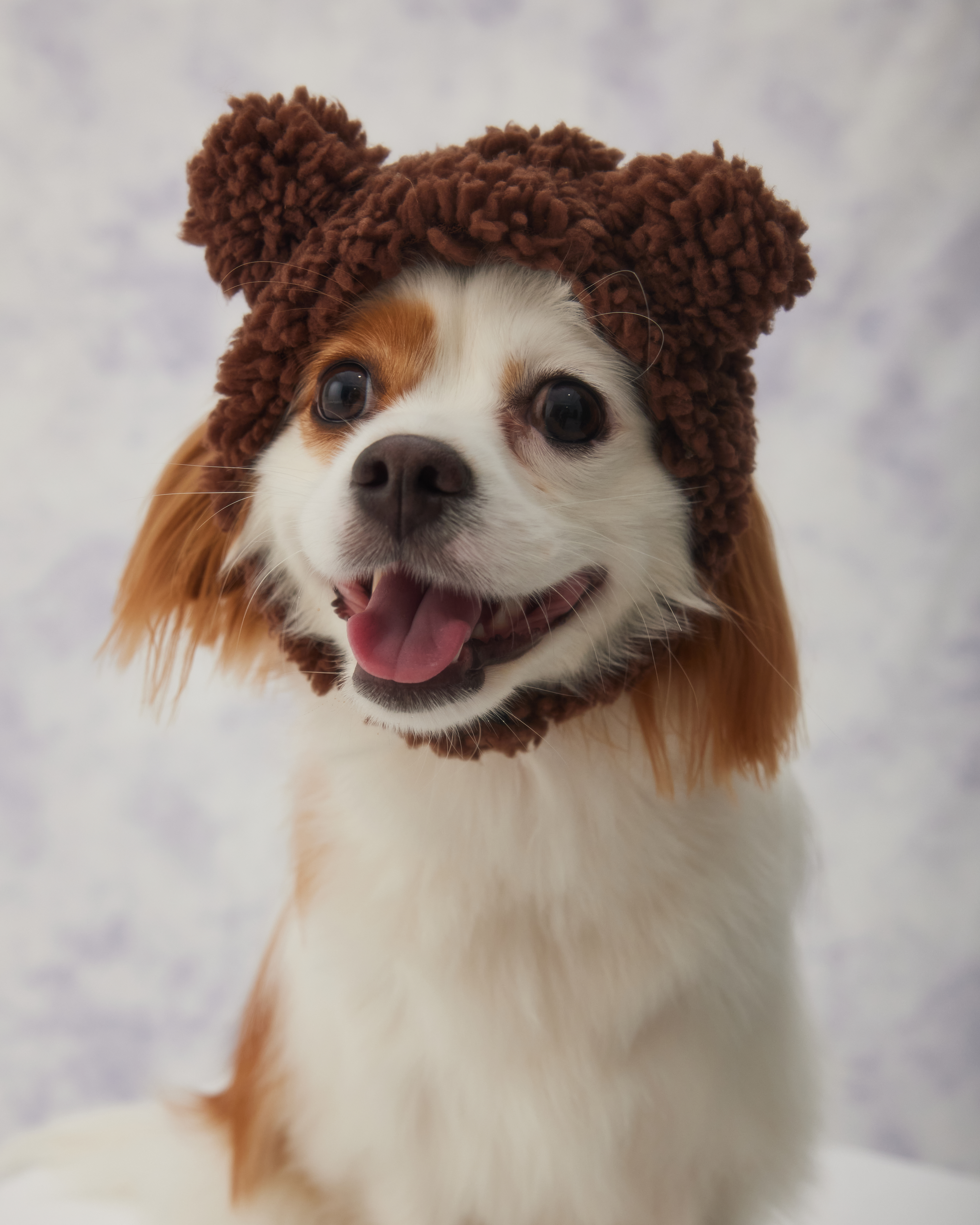 Шапка для собак и кошек Зоозавр - фото 9