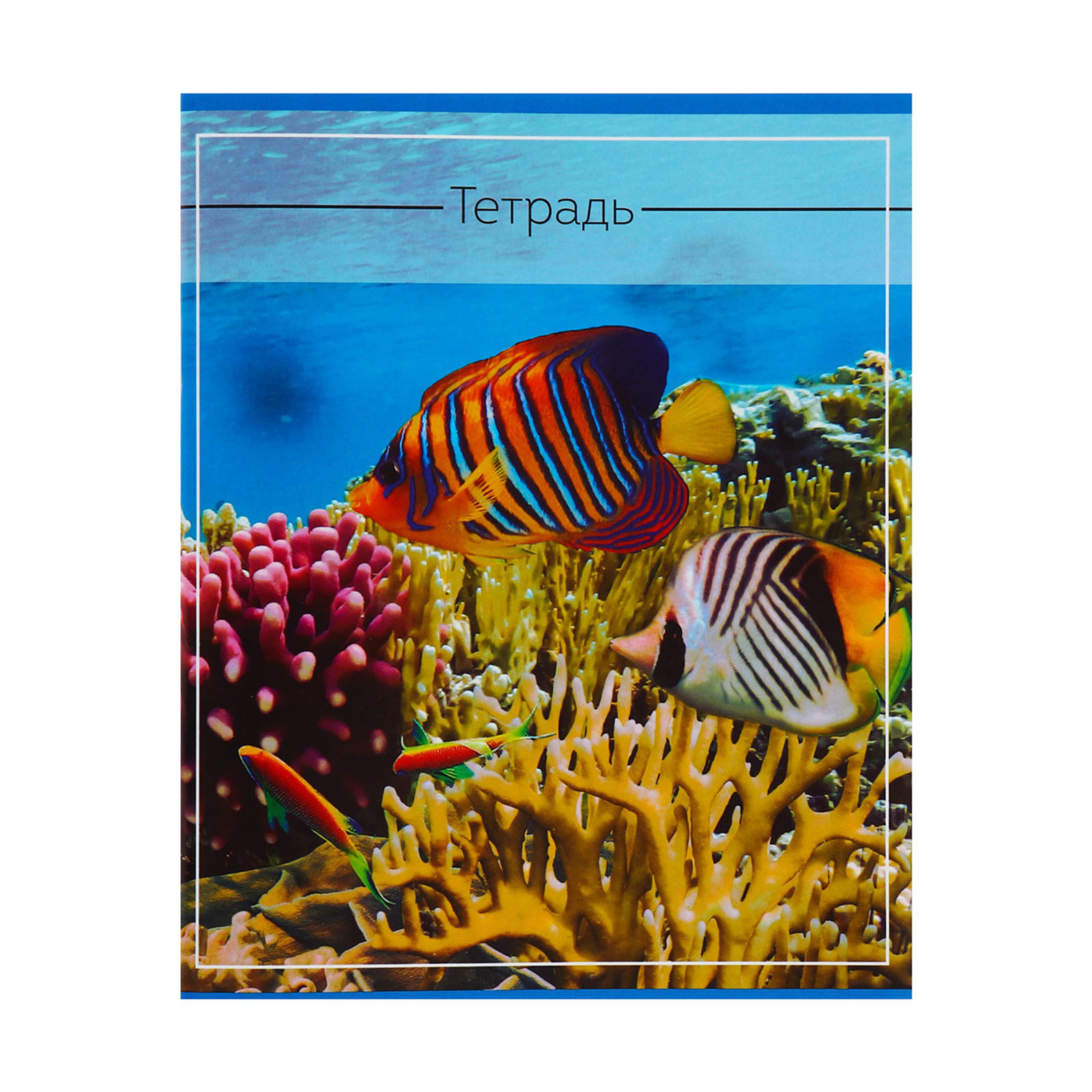 Тетрадь Calligrata клетка - фото 4