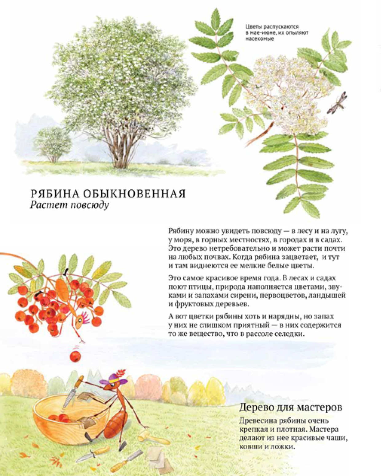 Книга ALBUS CORVUS Софи в мире деревьев - фото 6