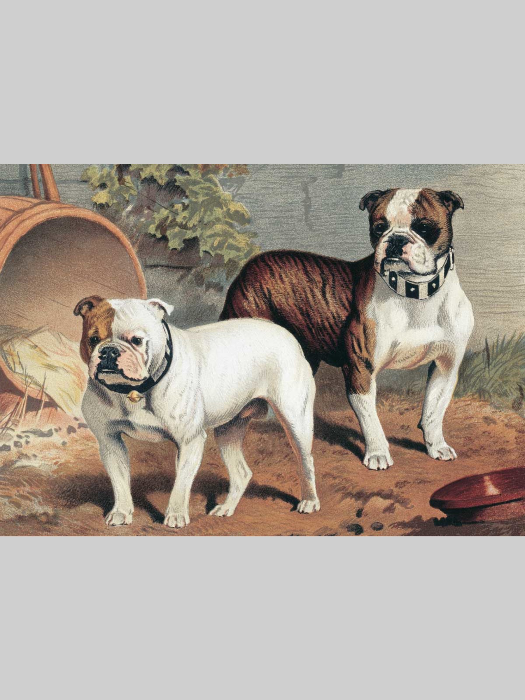 Набор открыток Белый город Собаки - фото 4