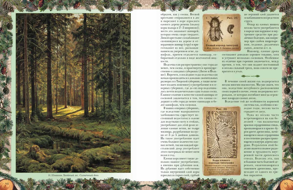 Книга Белый город Беседы о русском лесе - фото 4