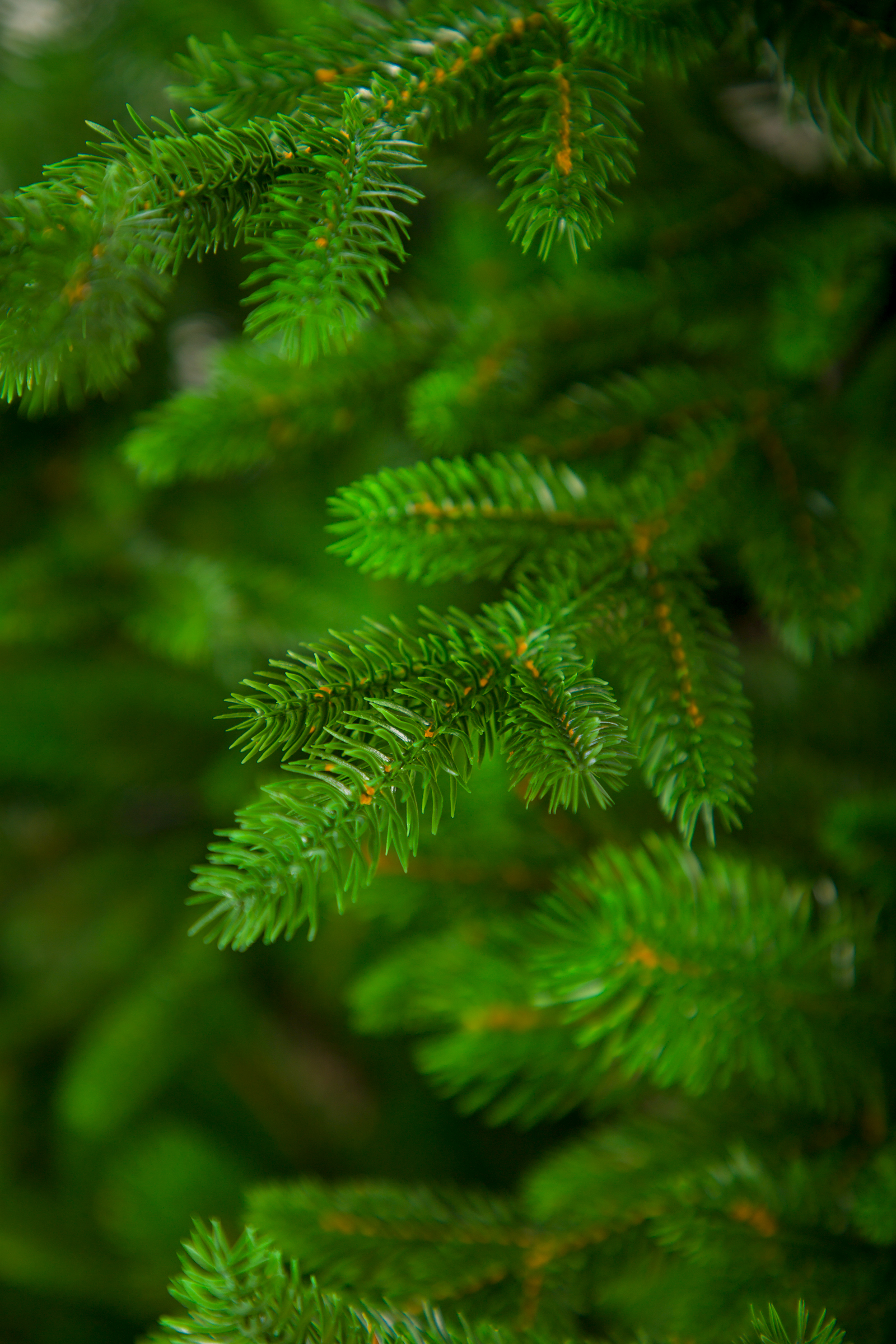 Ель "20 век" Премиум Империя Ёлок 240 см - фото 3