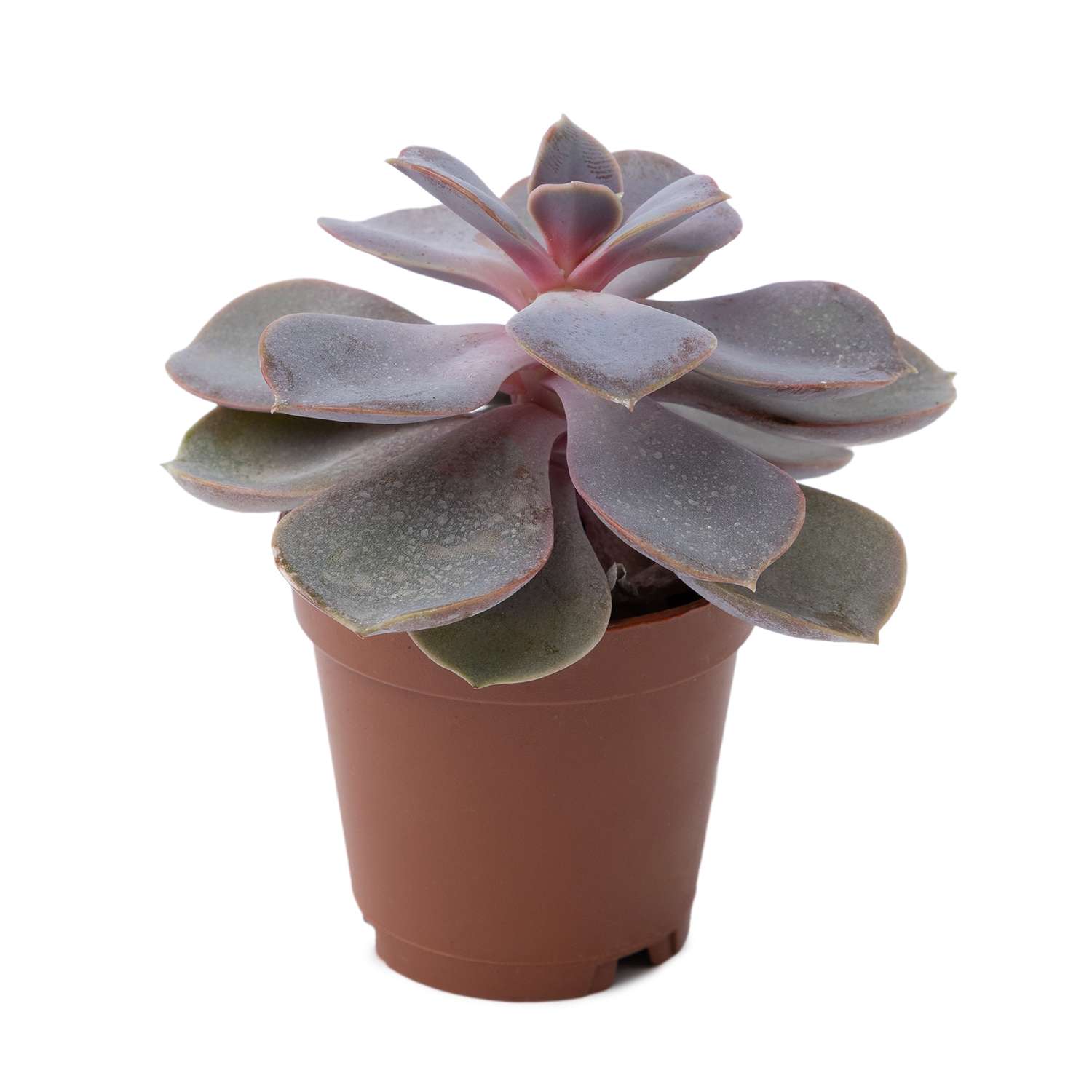 Растение ЕТК Суккуленты D5.5 в ассортименте - фото 13