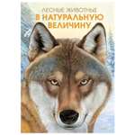 Книга Махаон Лесные животные в натур величину