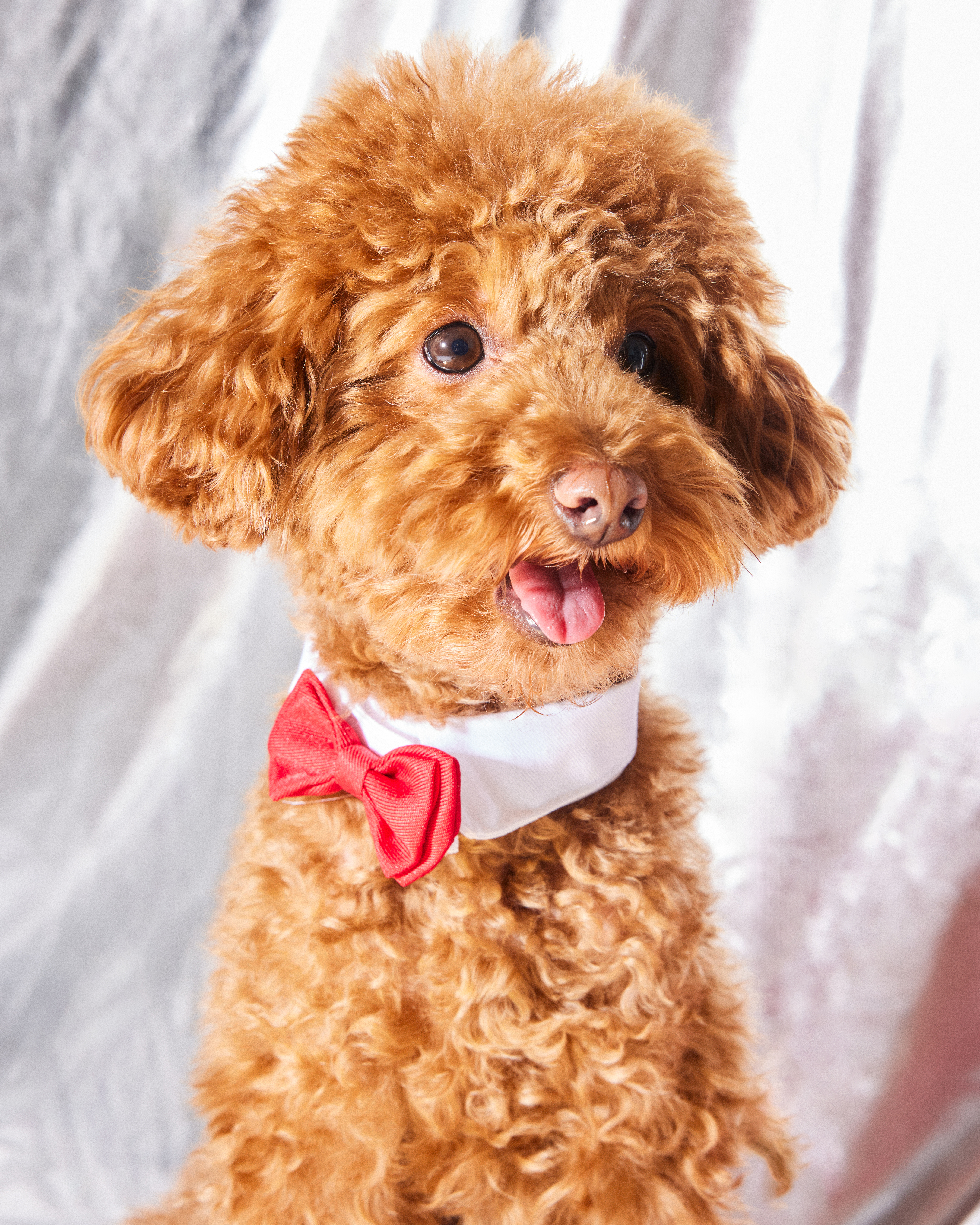 Галстук-бабочка Зоозавр для собак и кошек - фото 1