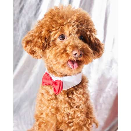 Галстук-бабочка Зоозавр для собак и кошек