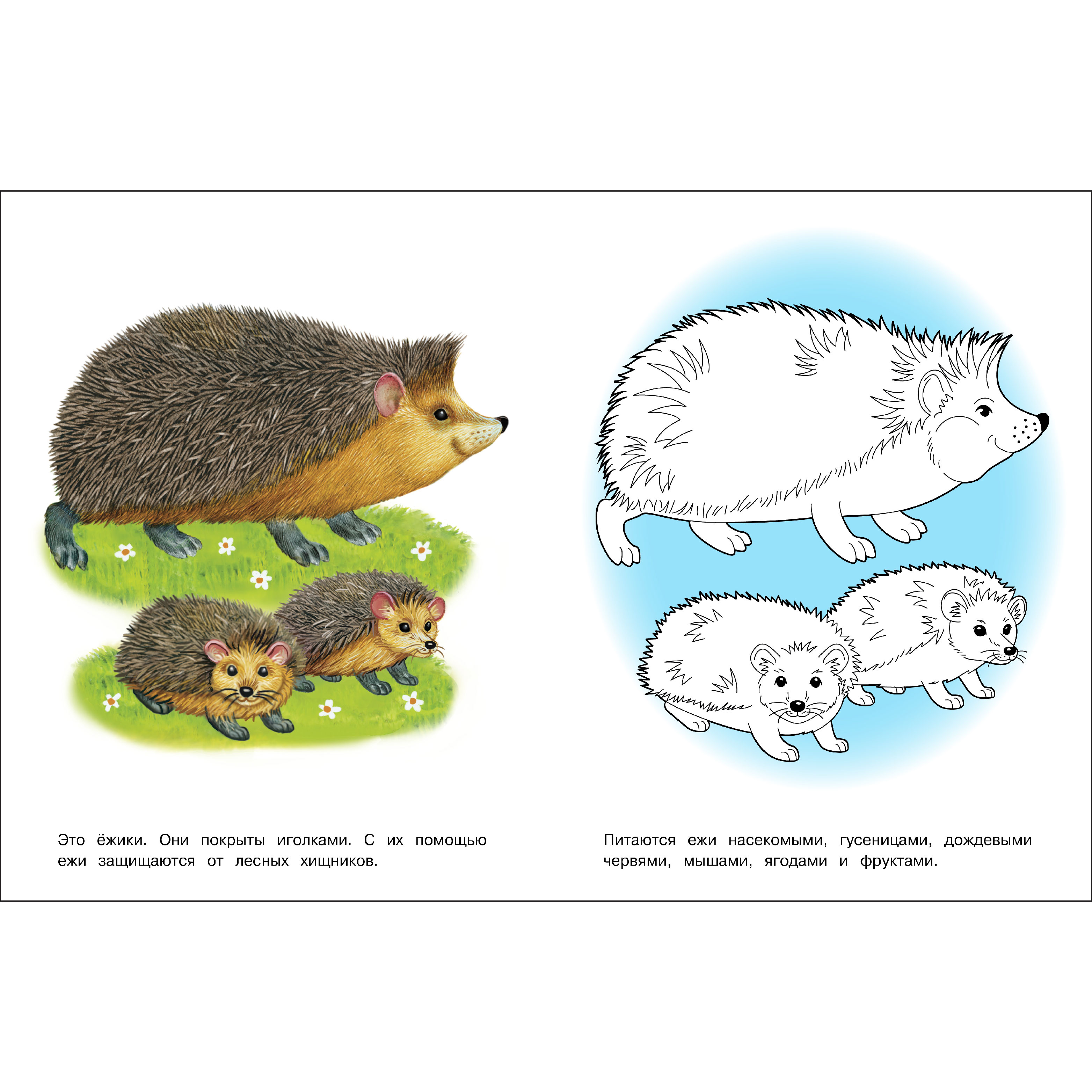 Комплект книг СТРЕКОЗА Раскраски - фото 4