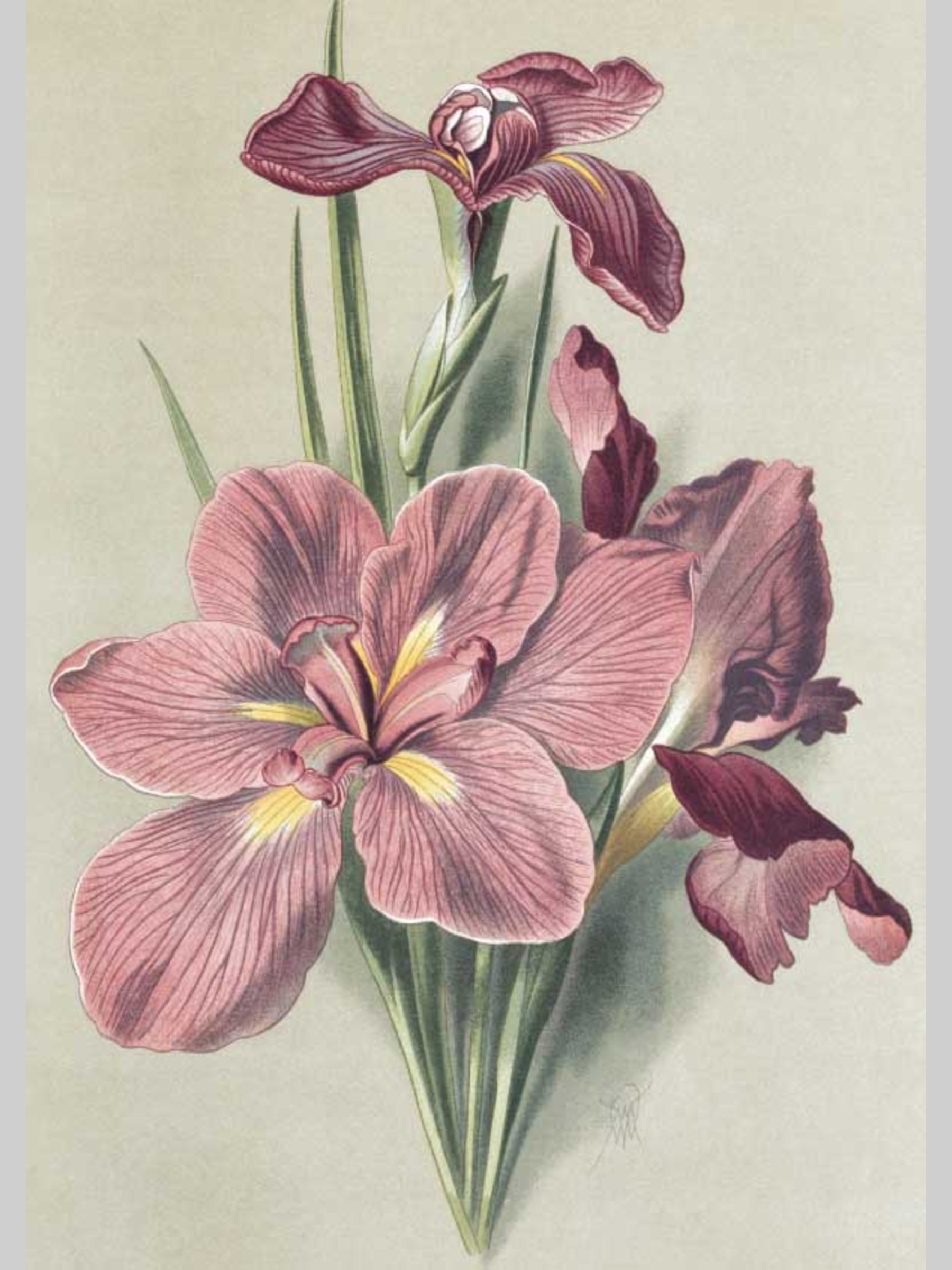 Набор открыток Белый город Садовые многолетники почтовые для посткроссинга - фото 2