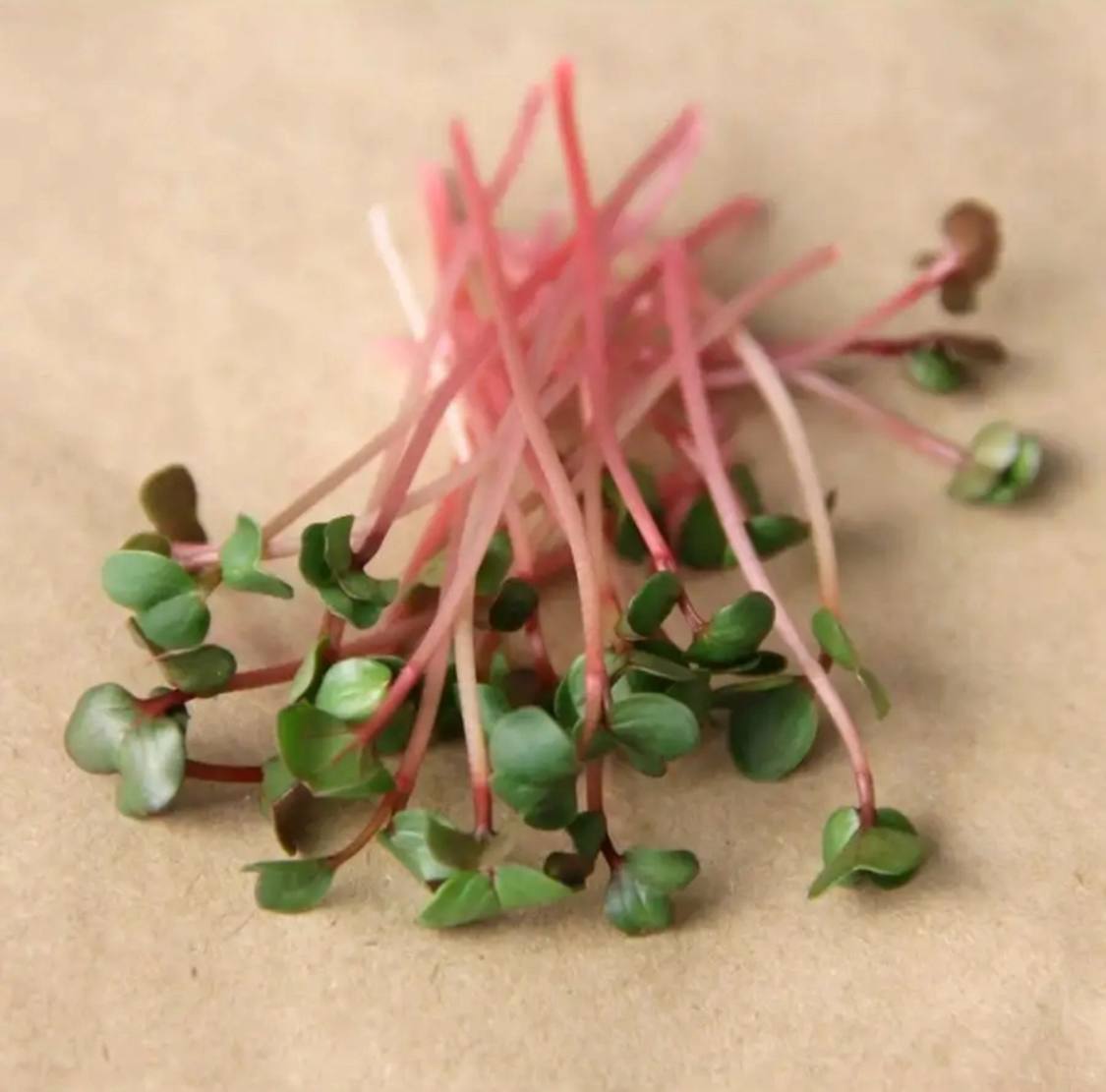 Семена для микрозелени MegaMedia редька - фото 3