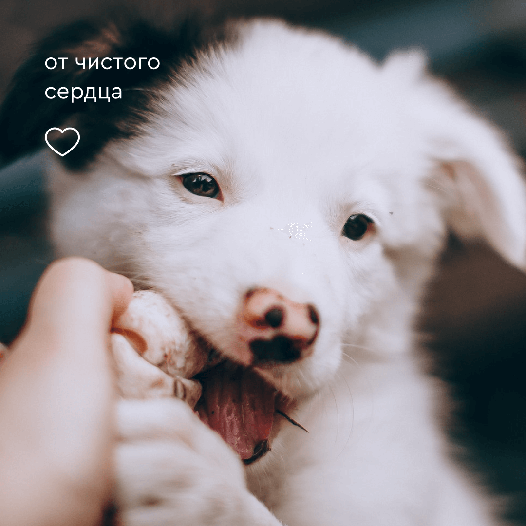 Шампунь Pamilee успокаивающий для щенков и котят - фото 6