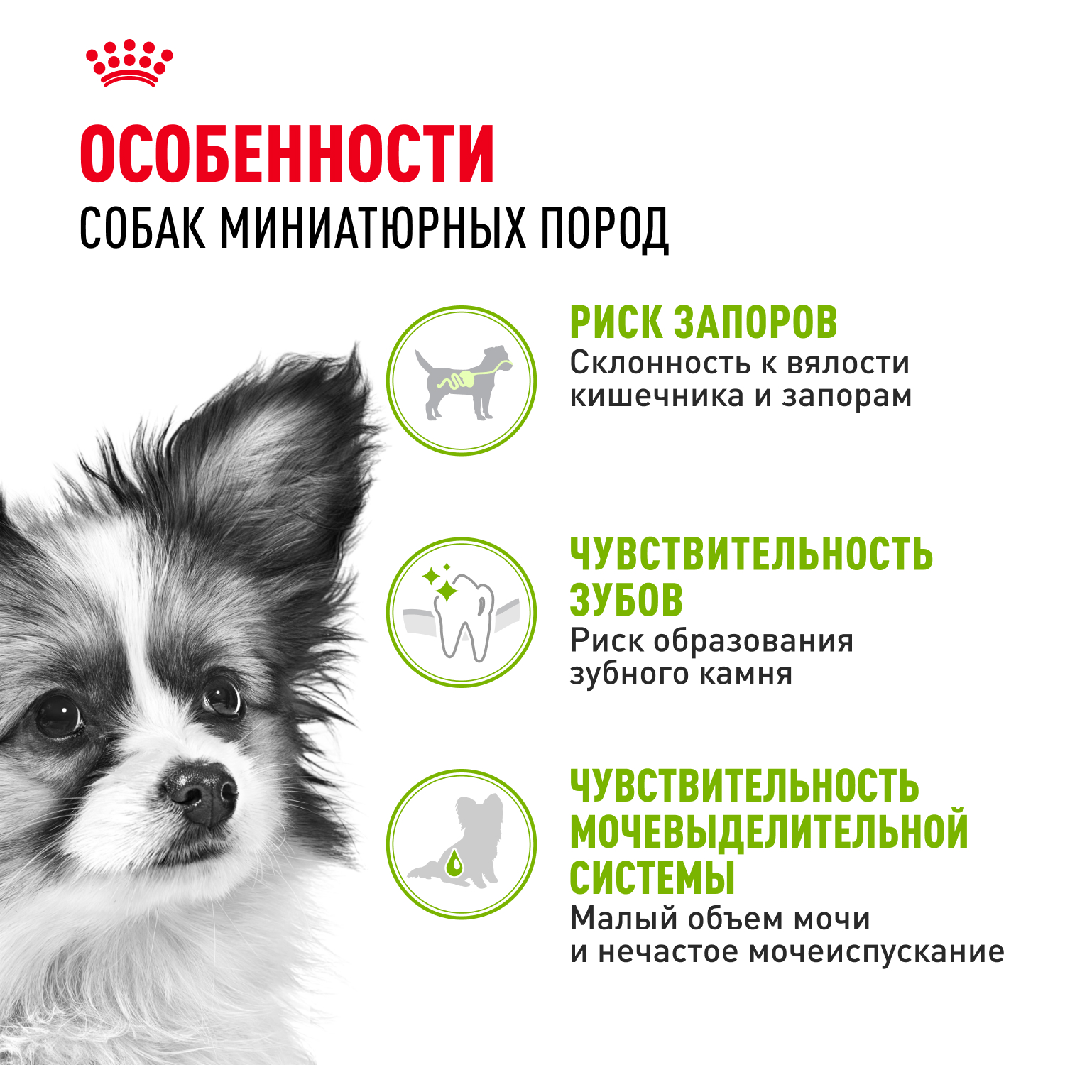 Корм для собак ROYAL CANIN миниатюрных пород 1.5кг - фото 2