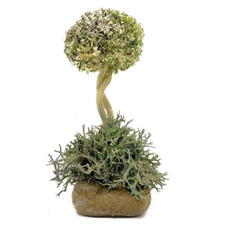 Дерево из Цетрарии Cetraria 17 см