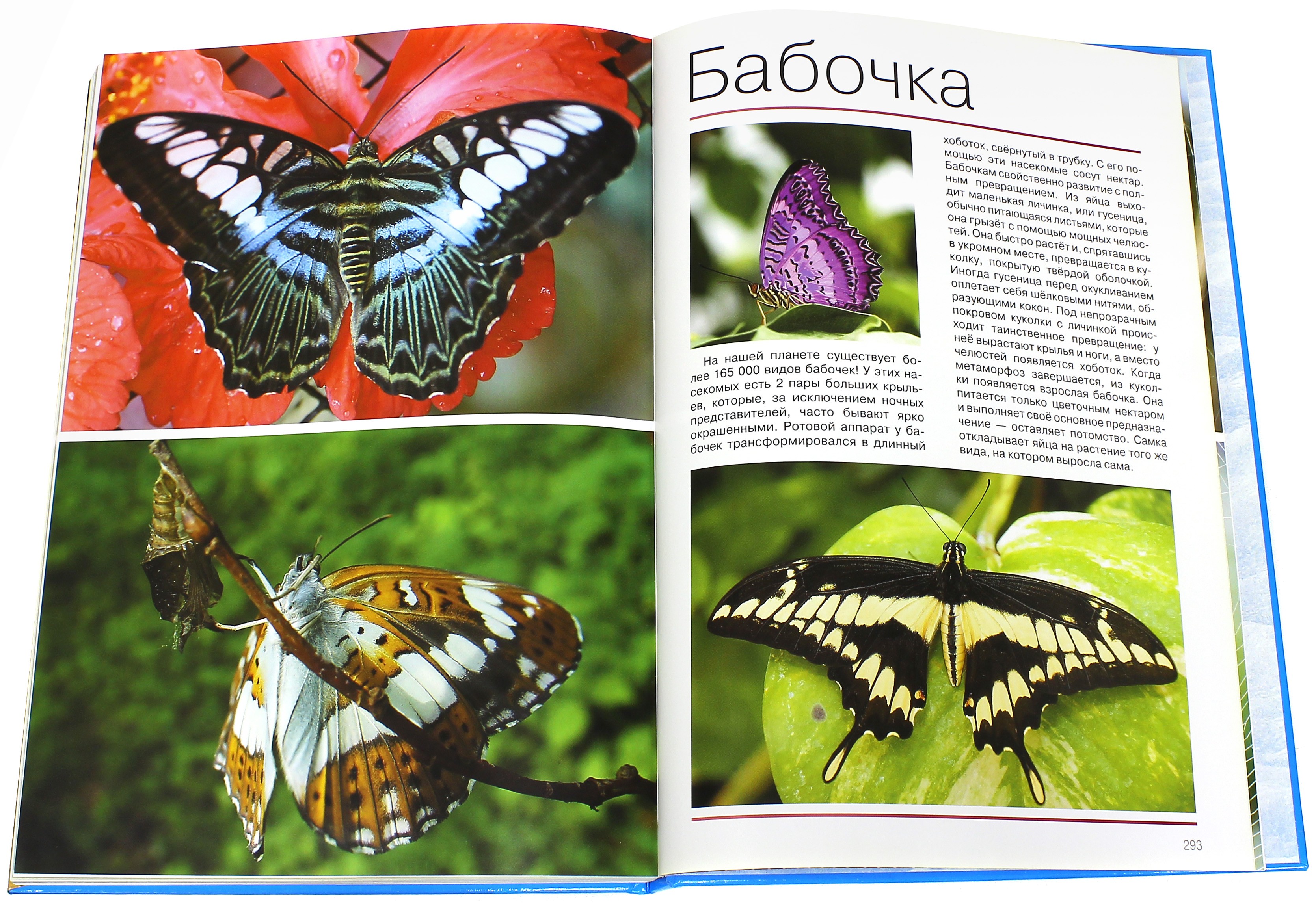 Книга Лабиринт Мир животных Открой для себя удивительный мир животных - фото 2