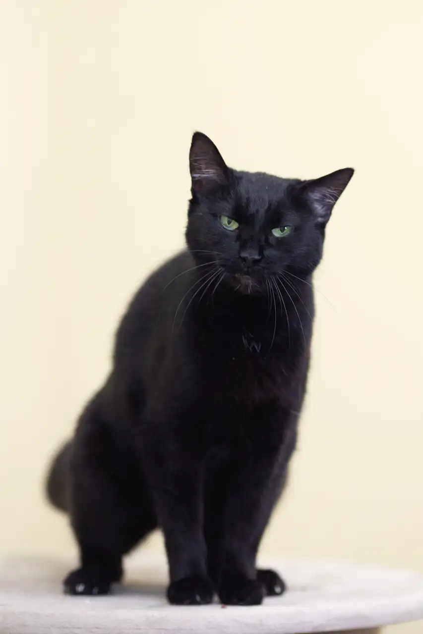 Кошка Багира - фото 2
