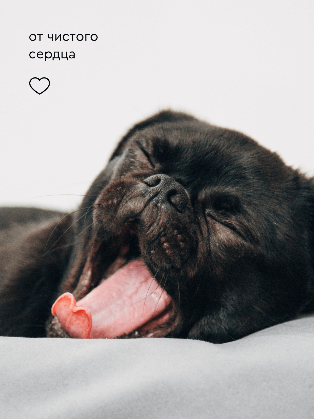 Шампунь для собак и кошек Pamilee антипаразитарный от блох и клещей - фото 11