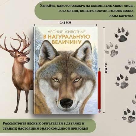 Книга Махаон Лесные животные в натуральную величину