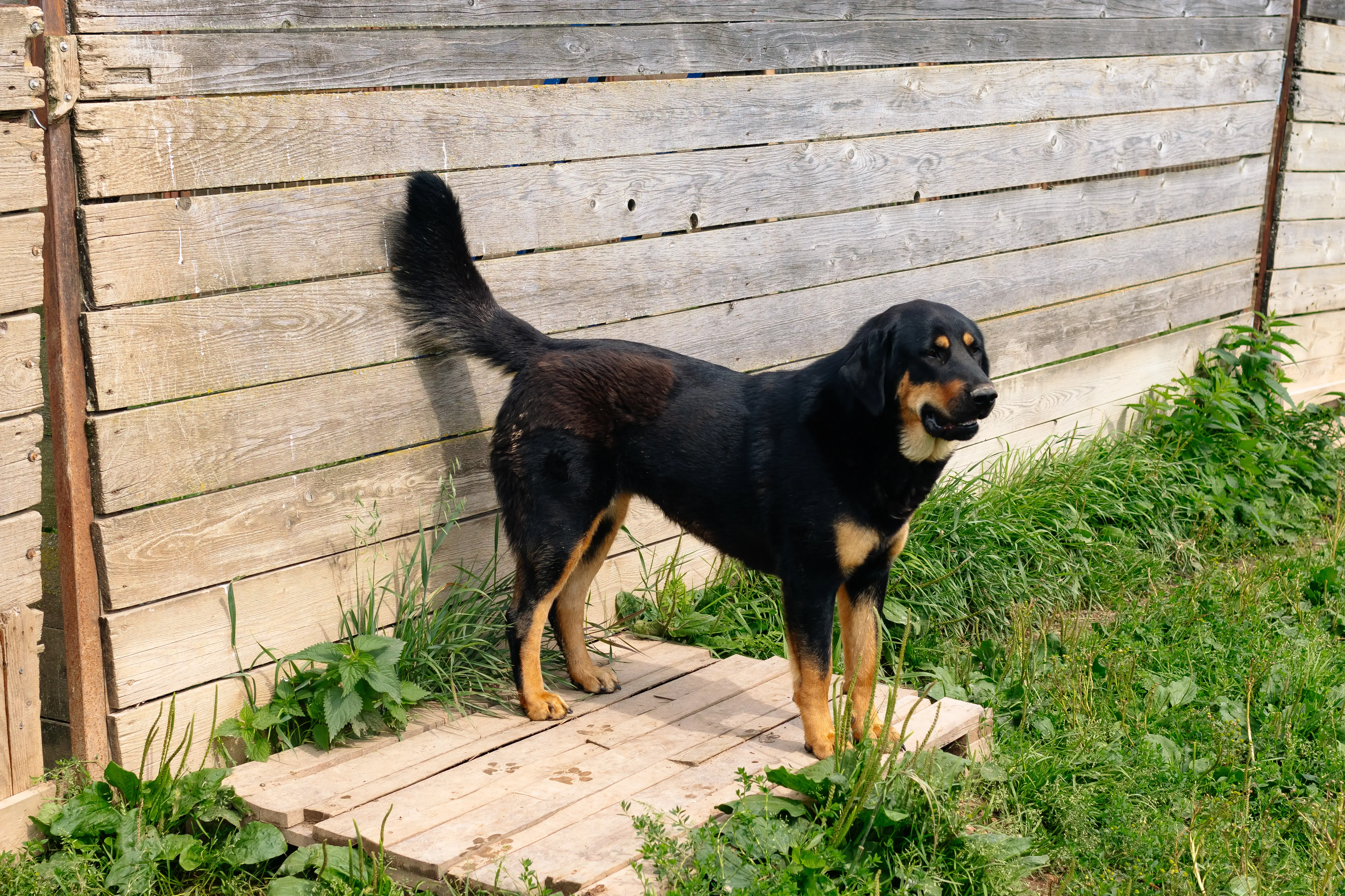 Собака Малышка - фото 5