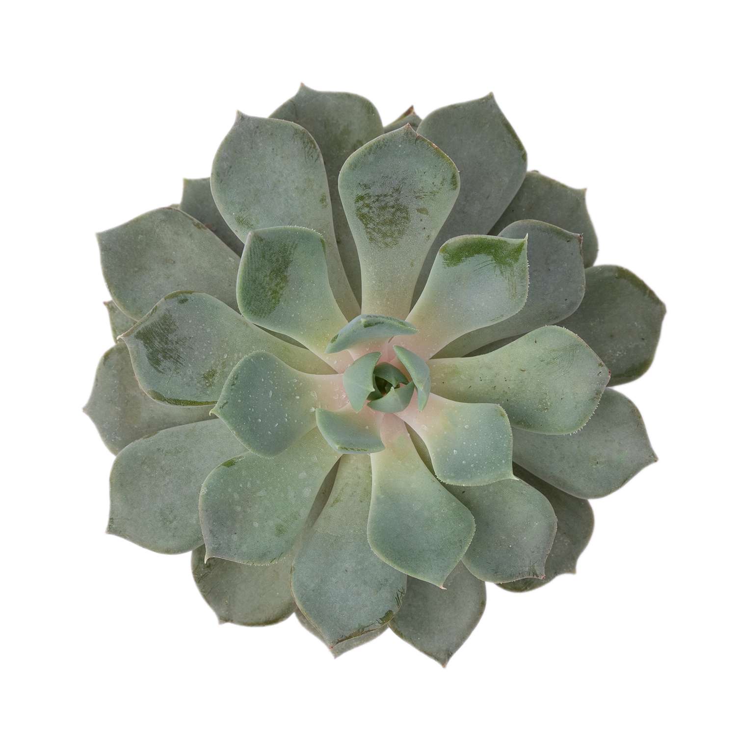 Растение ЕТК Суккуленты D5.5 в ассортименте - фото 2