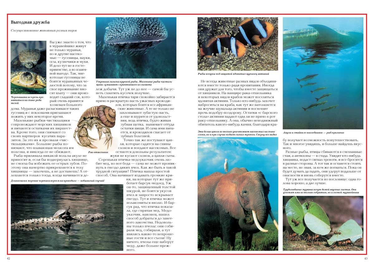 Книга Белый город Загадки животного мира - фото 3