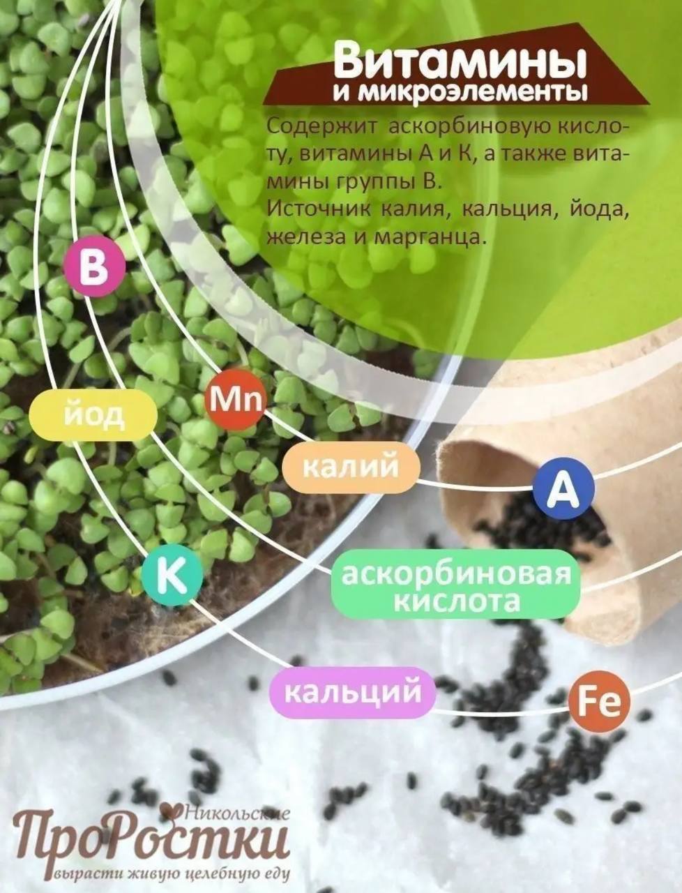 Семена для микрозелени MegaMedia базилик - фото 2