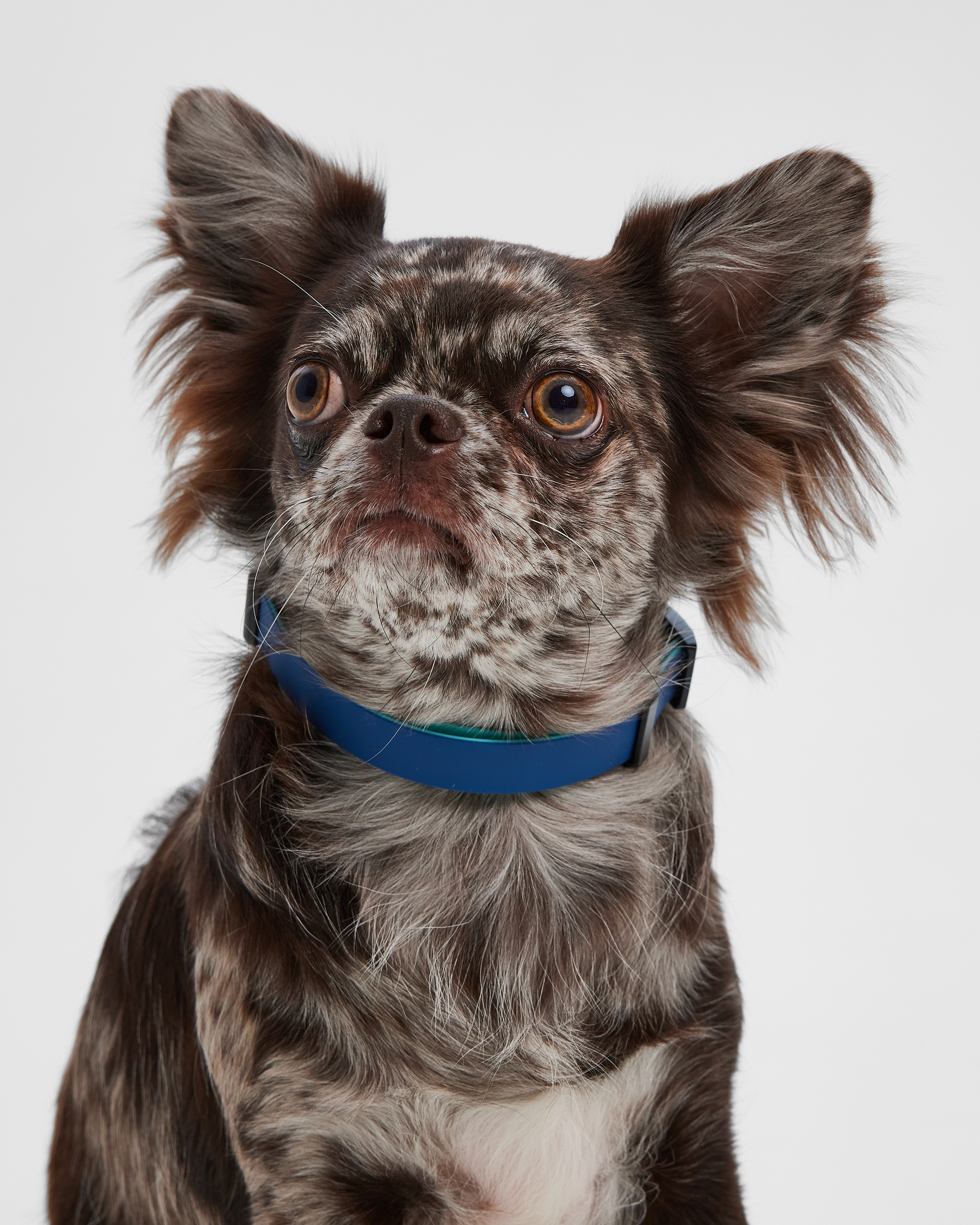 Ошейник для собак мелких пород Barbaks синий водостойкий ПВХ XS (1.5*20-32см) - фото 1