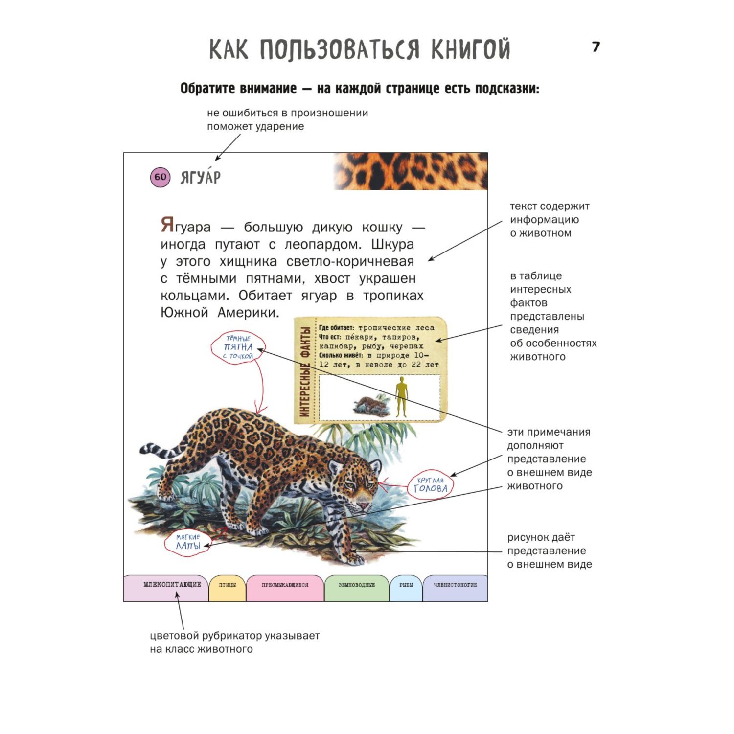 Книга Эксмо Все животные с крупными буквами - фото 5
