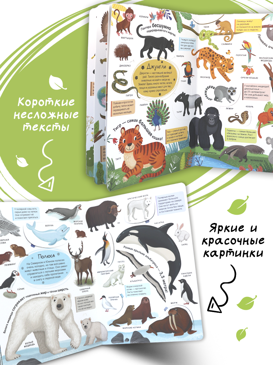 Книга с окошками Живая природа Животные Malamalama Энциклопедия для малышей - фото 3
