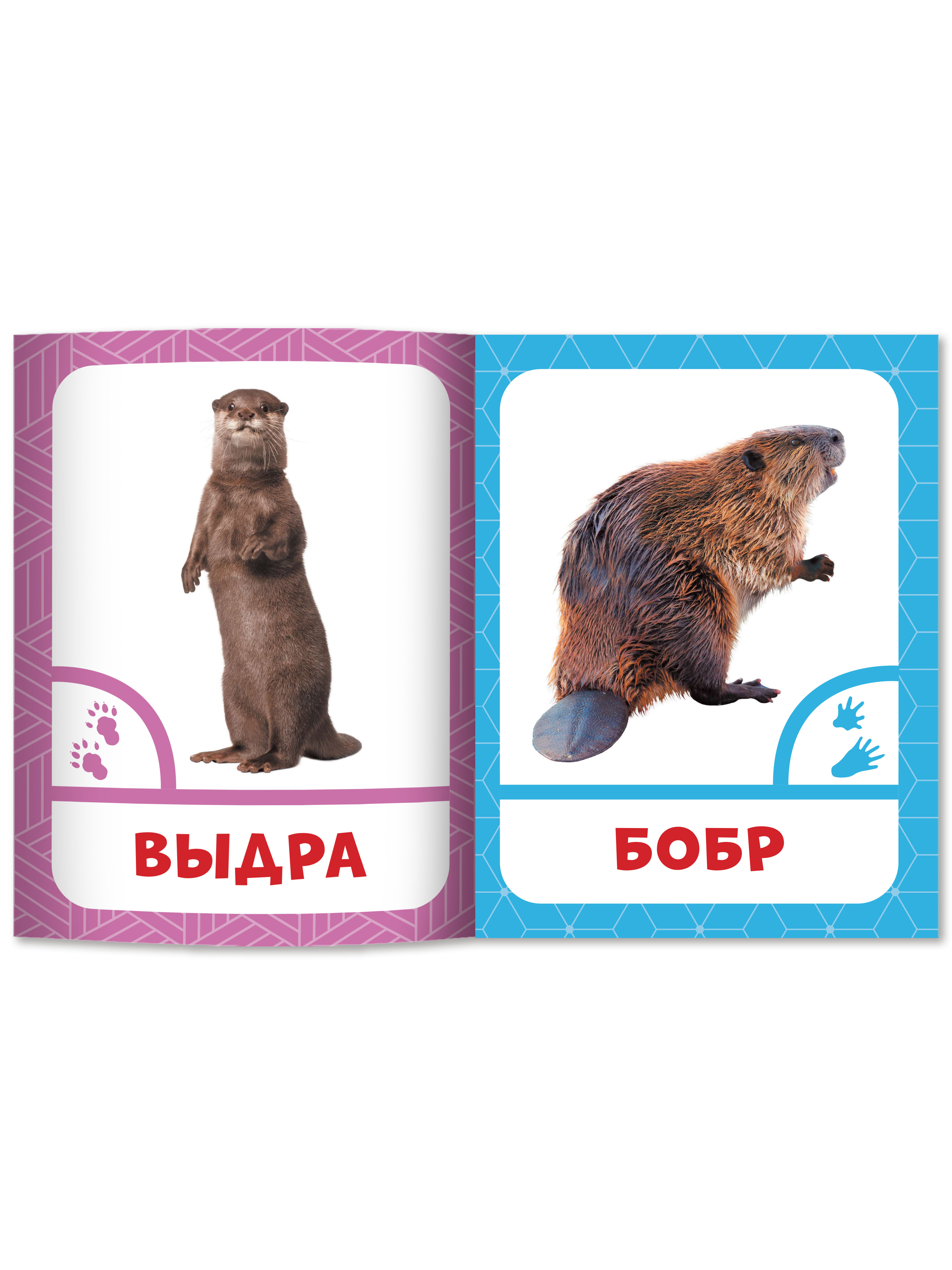 Книга Феникс Премьер Животные леса. Фотоброшюра 0+ - фото 8