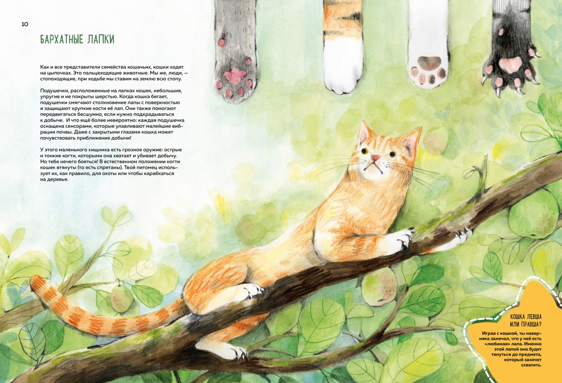 Книга Махаон Энц. Бурсе К. Невероятные коты. Всё, что нужно знать о любимых питомцах - фото 15