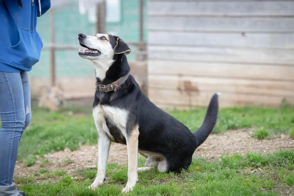 Собака Пиратик - фото 4