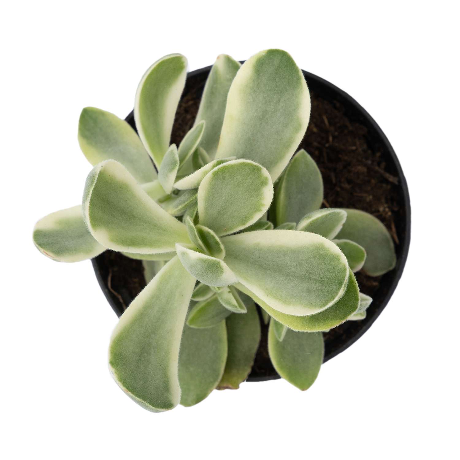 Растение ЕТК Суккуленты D7 в ассортименте - фото 16