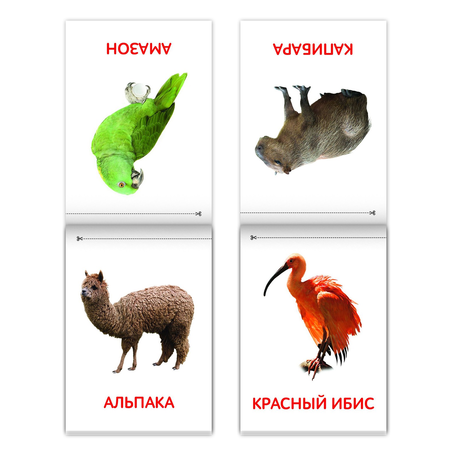Книги Буква-ленд набор «Карточки Домана. Животные материков» 6 шт. по 20 стр. - фото 6