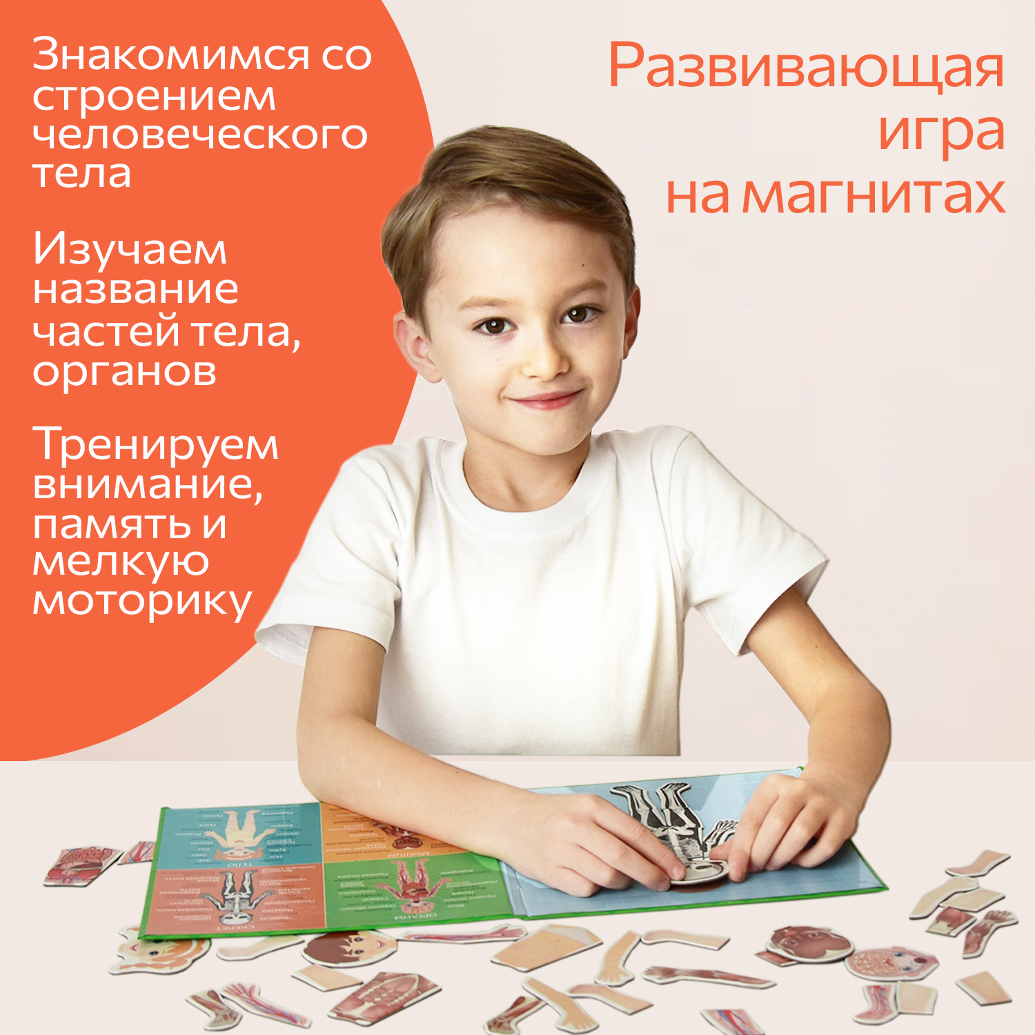 Настольная игра Бигр Тело человека - фото 6