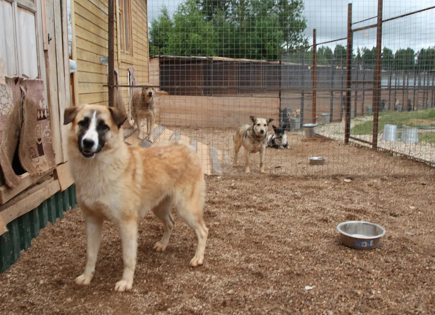 Собака Вая - фото 1