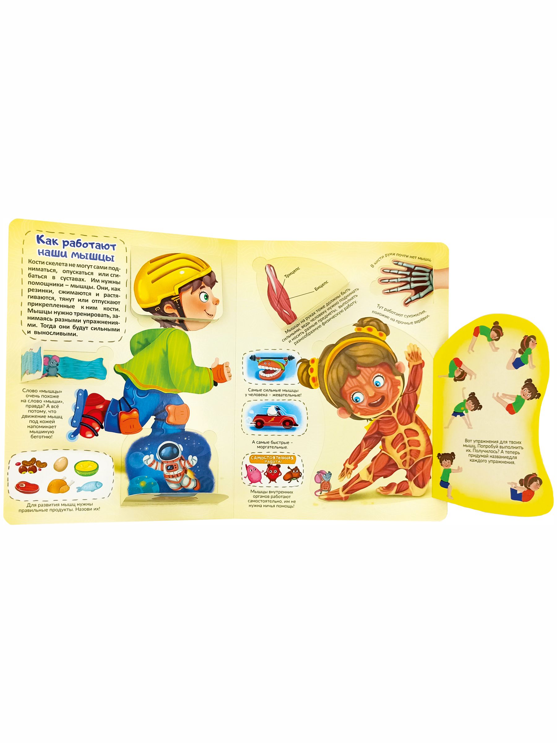 Книжка для малышей BimBiMon с окошками. Моя первая анатомия Виммельбух - фото 10