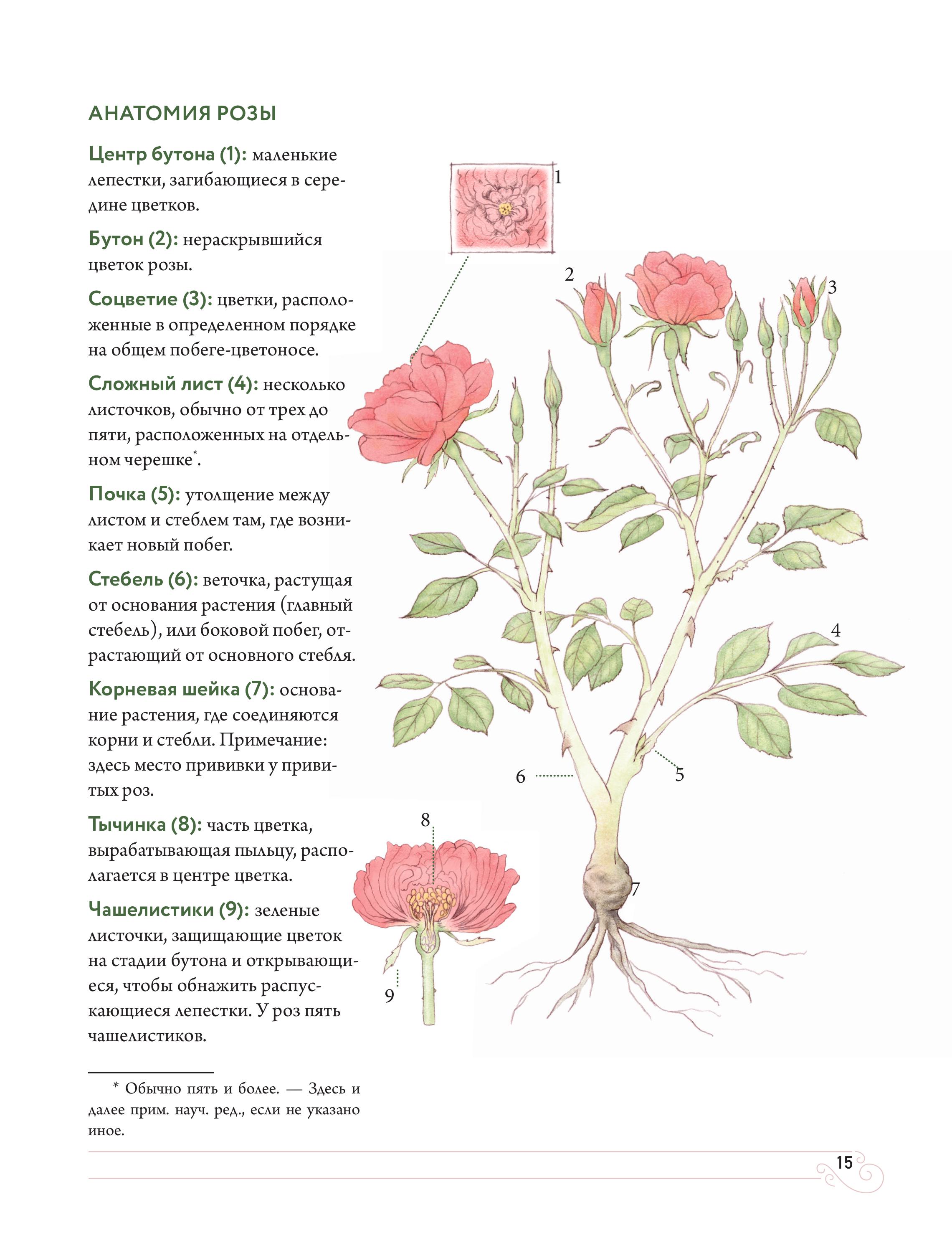 Книга БОМБОРА Садовые розы. Полное руководство по выращиванию - фото 7