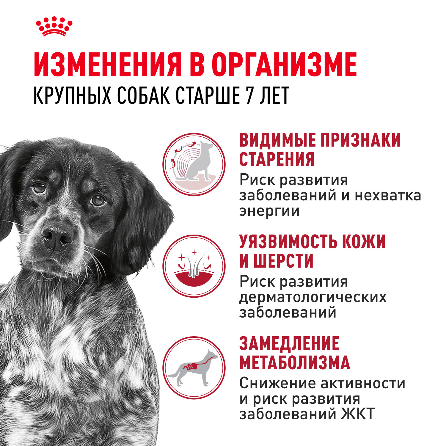 Корм для собак ROYAL CANIN Medium Adult 7+ средних пород 15кг - фото 2