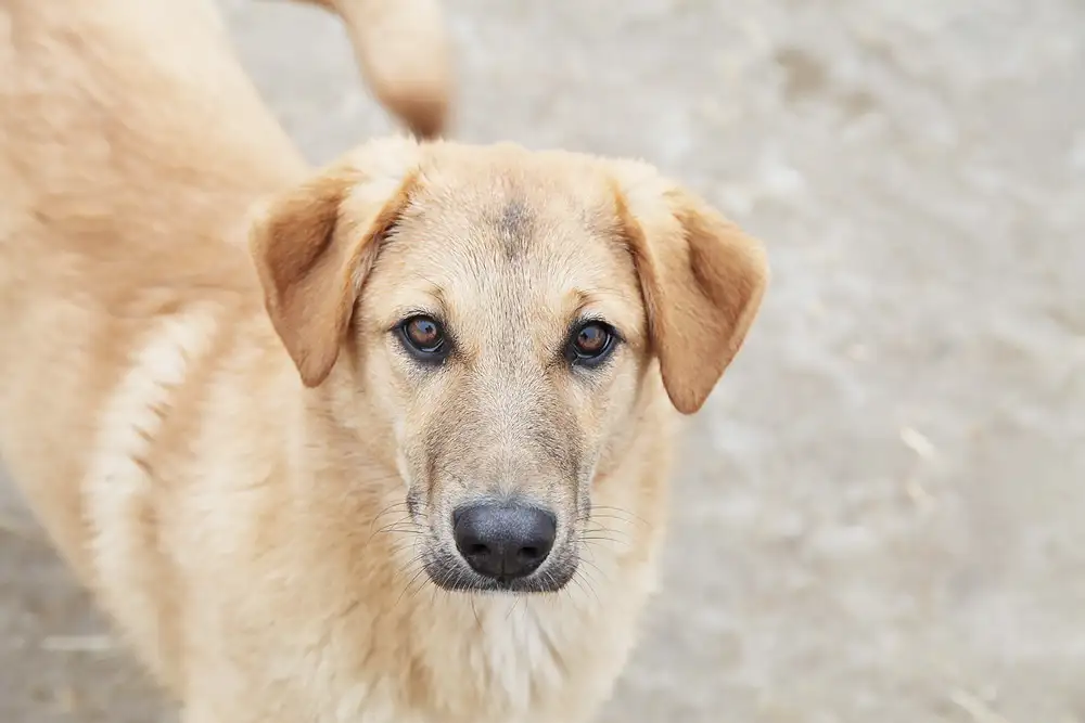 Собака Томочка - фото 2