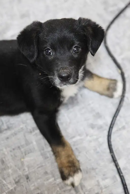 Собака Бублик - фото 2