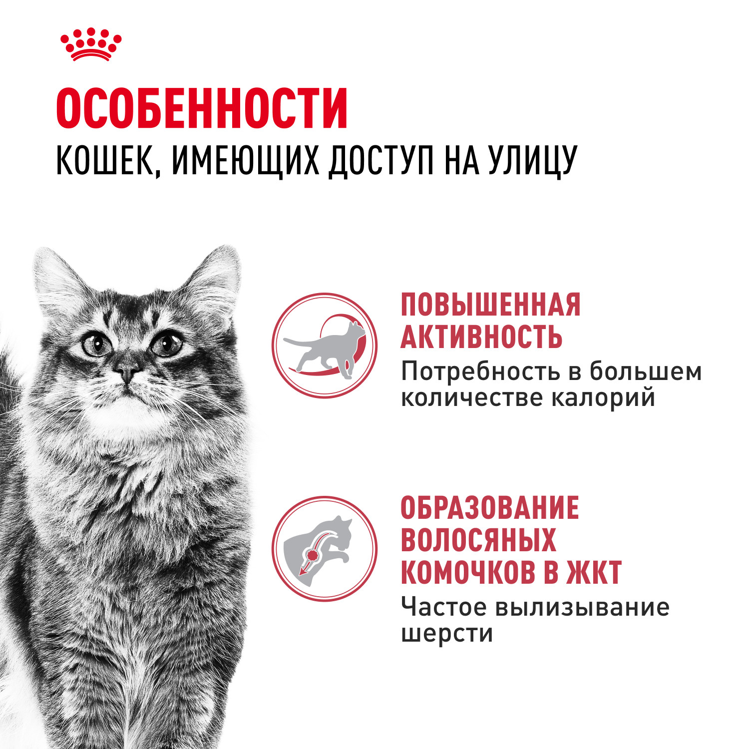 Корм сухой для кошек ROYAL CANIN Fit 32 400г - фото 2
